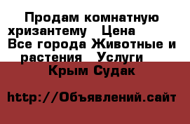 Продам комнатную хризантему › Цена ­ 250 - Все города Животные и растения » Услуги   . Крым,Судак